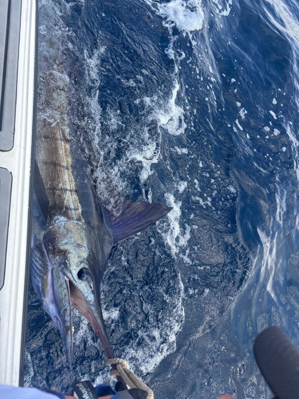 OET Bill and Game Fish Competition — photo 5