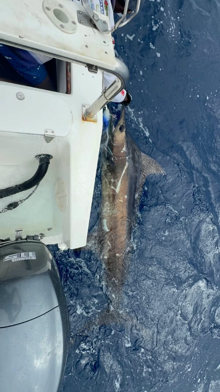 Billfish & Marlin Fishing Charter – Ponta do Ouro, Mozambique — photo 2
